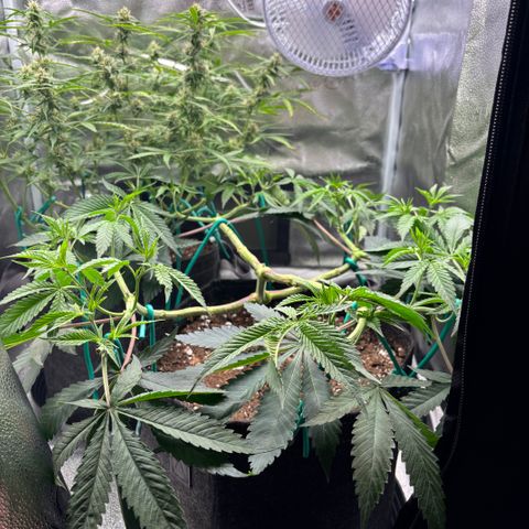 Scoops of Cream growlog timeline photo