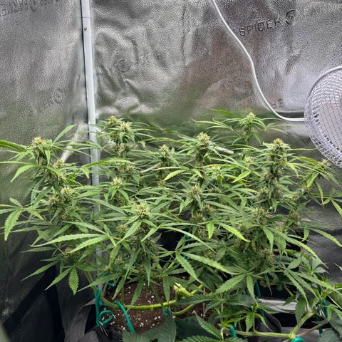 Strawberry Cheesecake growlog timeline photo