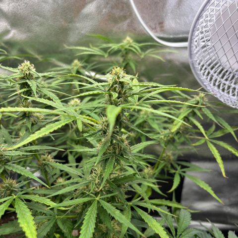 Strawberry Cheesecake growlog timeline photo