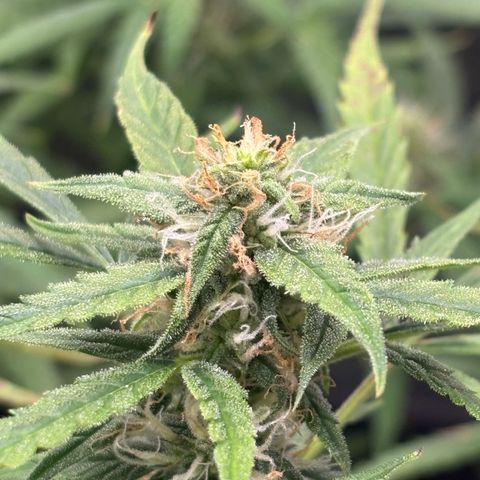Strawberry Cheesecake growlog timeline photo