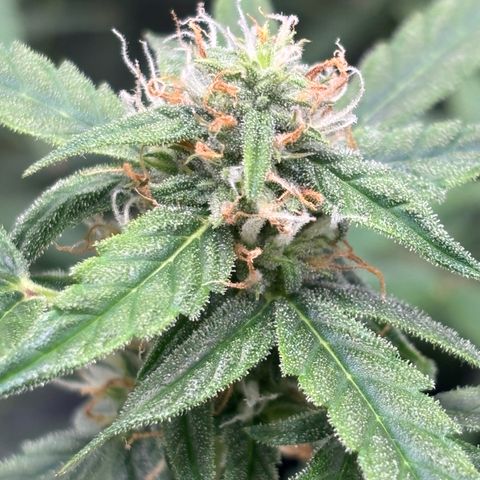Strawberry Cheesecake growlog timeline photo