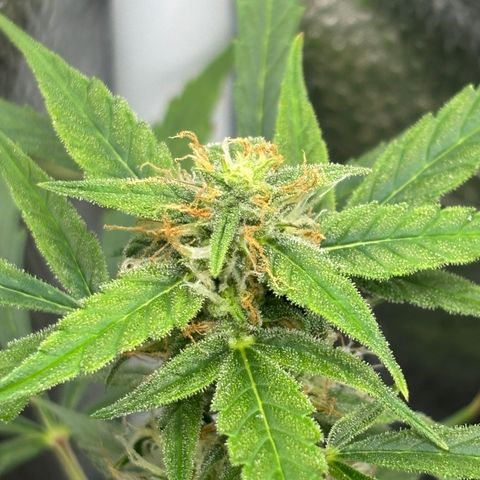 Strawberry Cheesecake growlog timeline photo