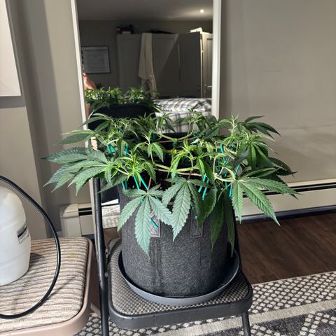 Scoops of Cream growlog timeline photo