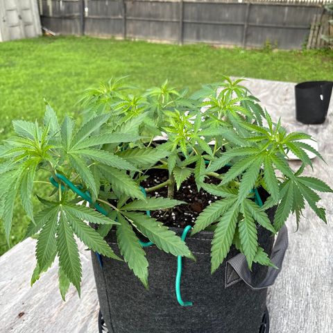 Badazz OG Cheese growlog timeline photo