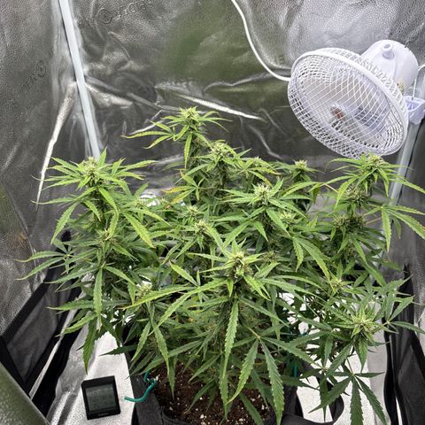 Strawberry Cheesecake growlog timeline photo