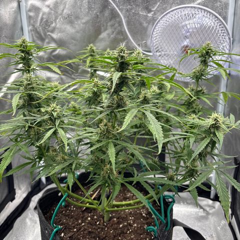 Strawberry Cheesecake growlog timeline photo