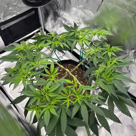 Scoops of Cream growlog timeline photo