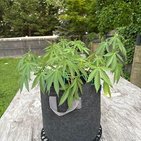Badazz OG Cheese growlog timeline photo