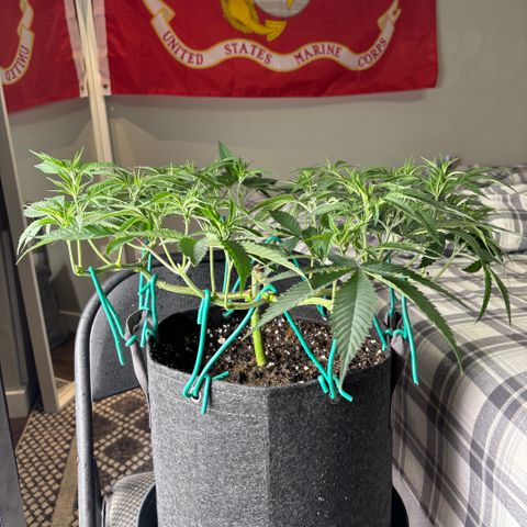 Scoops of Cream growlog timeline photo