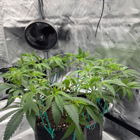 Scoops of Cream growlog timeline photo
