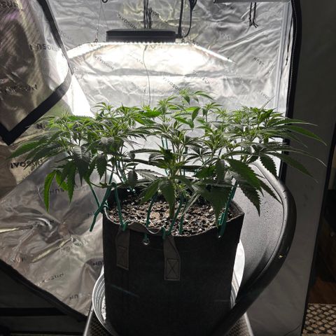 Scoops of Cream growlog timeline photo