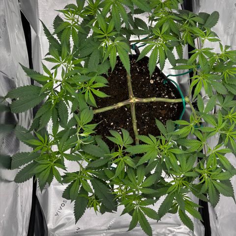 Scoops of Cream growlog timeline photo