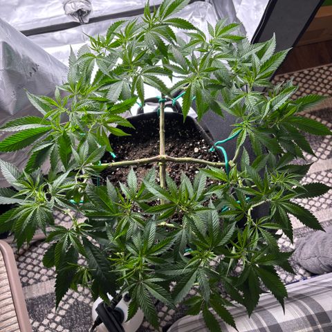 Scoops of Cream growlog timeline photo