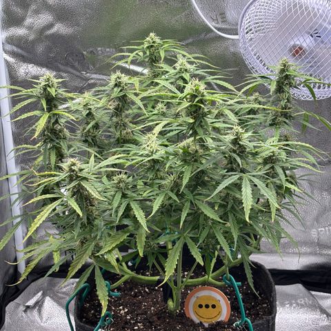 Strawberry Cheesecake growlog timeline photo