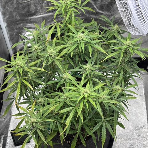 Strawberry Cheesecake growlog timeline photo