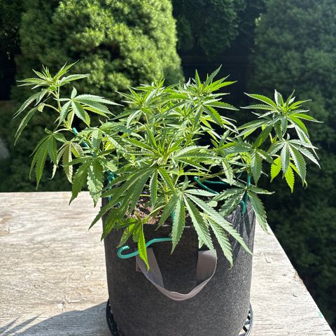 Badazz OG Cheese growlog timeline photo