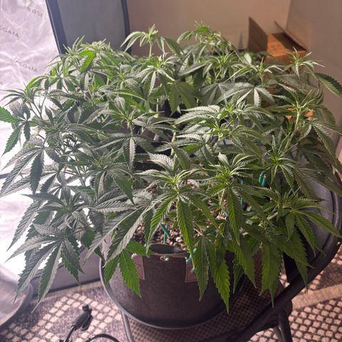 Scoops of Cream growlog timeline photo