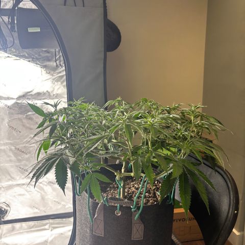 Scoops of Cream growlog timeline photo