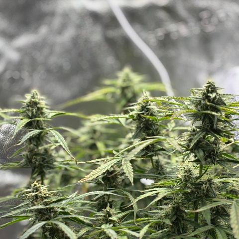 Strawberry Cheesecake growlog timeline photo