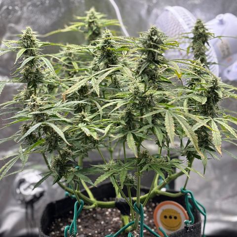 Strawberry Cheesecake growlog timeline photo