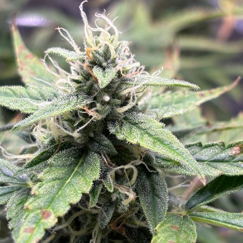 Strawberry Cheesecake growlog timeline photo