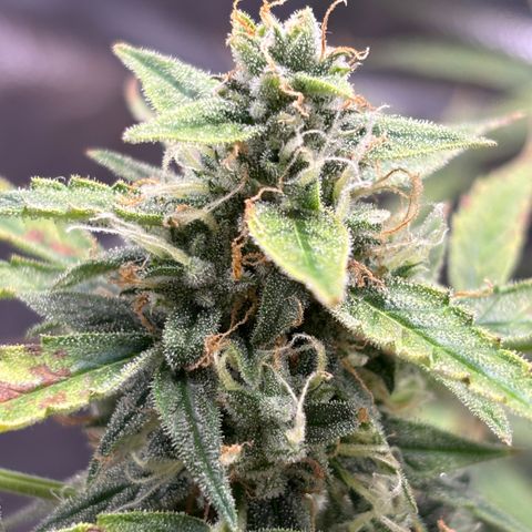 Strawberry Cheesecake growlog timeline photo