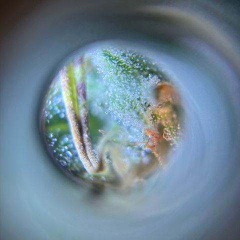 Strawberry Cheesecake growlog timeline photo