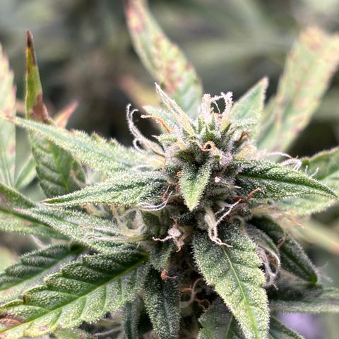 Strawberry Cheesecake growlog timeline photo