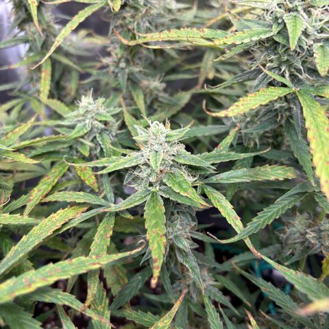 Strawberry Cheesecake growlog timeline photo