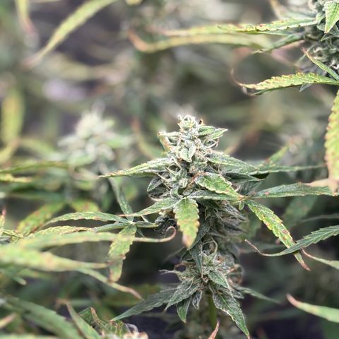 Strawberry Cheesecake growlog timeline photo