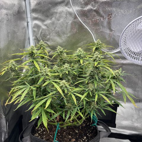 Strawberry Cheesecake growlog timeline photo