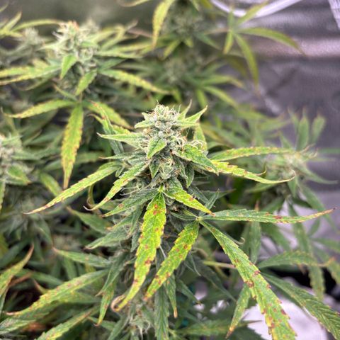 Strawberry Cheesecake growlog timeline photo