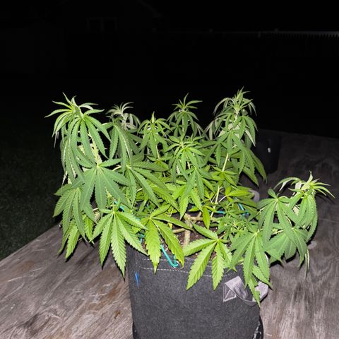 Badazz OG Cheese growlog timeline photo