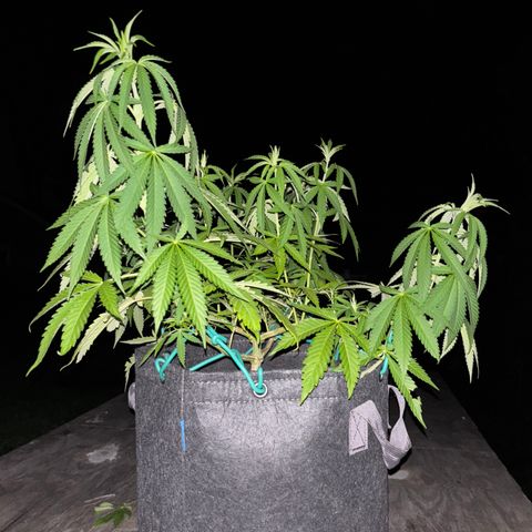Badazz OG Cheese growlog timeline photo