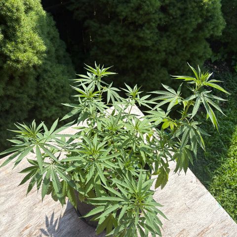 Badazz OG Cheese growlog timeline photo
