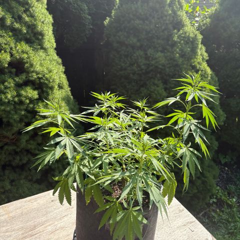 Badazz OG Cheese growlog timeline photo
