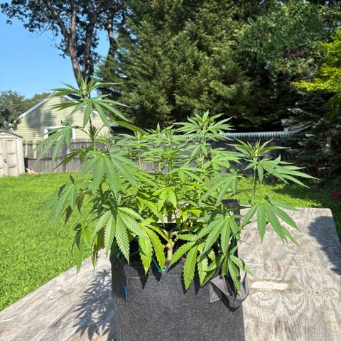 Badazz OG Cheese growlog timeline photo