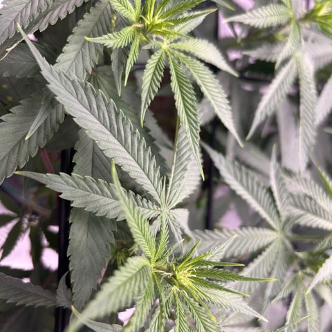 Scoops of Cream growlog timeline photo