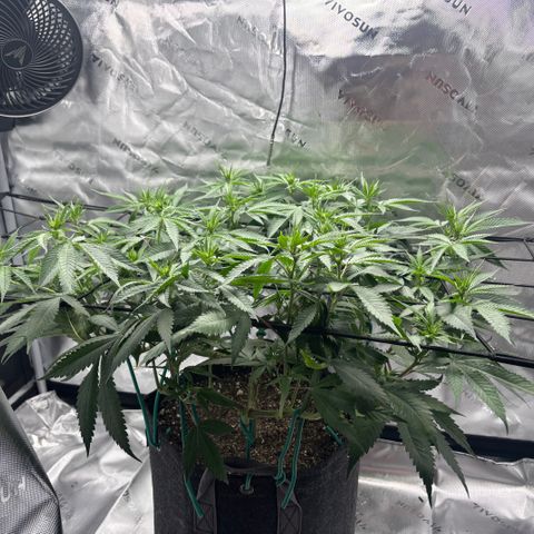 Scoops of Cream growlog timeline photo