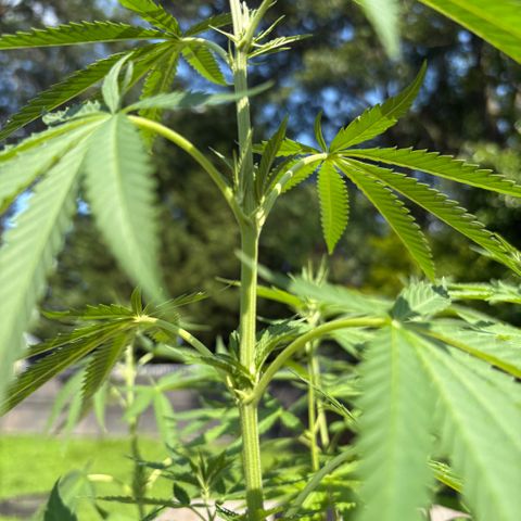 Badazz OG Cheese growlog timeline photo