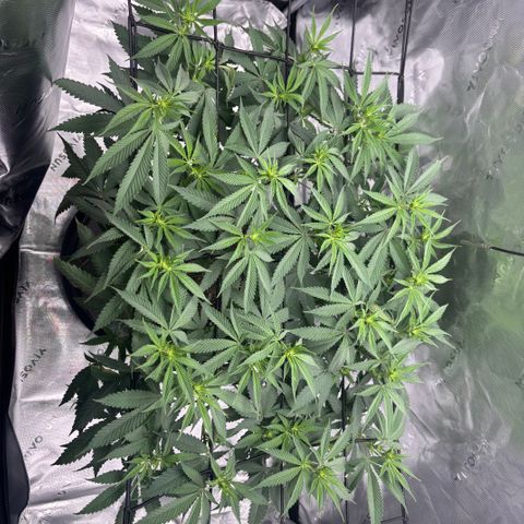 Scoops of Cream growlog timeline photo