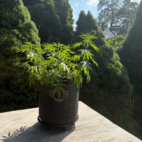 Badazz OG Cheese growlog timeline photo