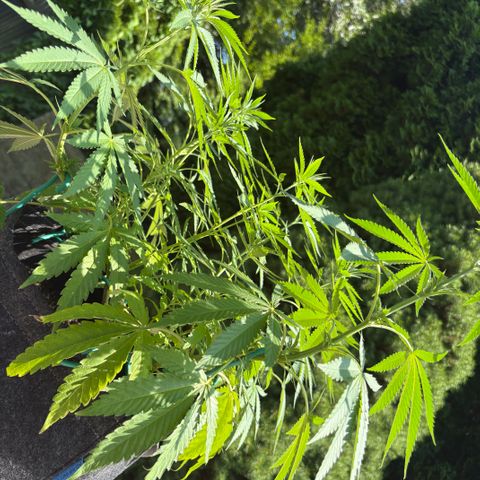 Badazz OG Cheese growlog timeline photo