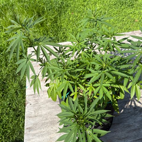 Badazz OG Cheese growlog timeline photo