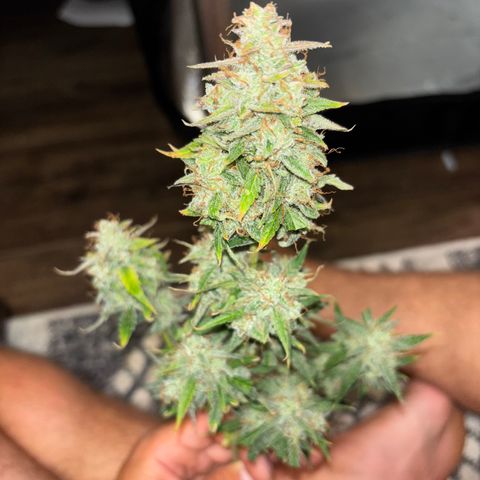 Strawberry Cheesecake growlog timeline photo