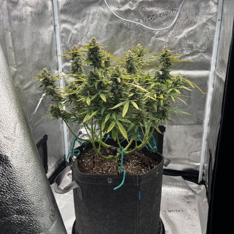 Strawberry Cheesecake growlog timeline photo