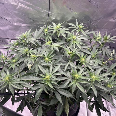 Scoops of Cream growlog timeline photo