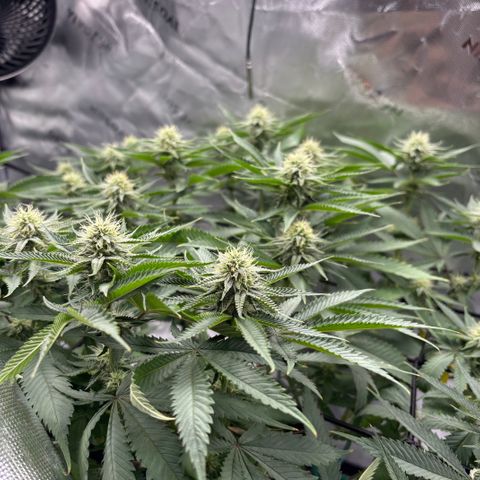 Scoops of Cream growlog timeline photo