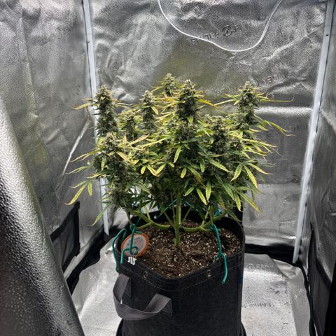 Strawberry Cheesecake growlog timeline photo