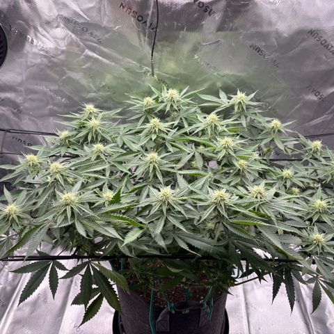 Scoops of Cream growlog timeline photo